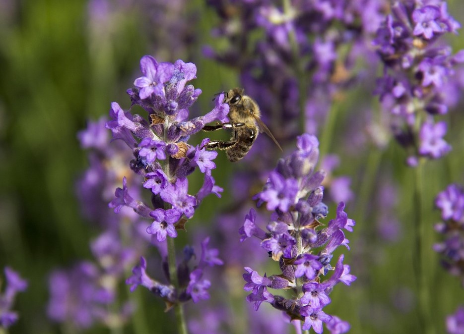 včela na levanduli