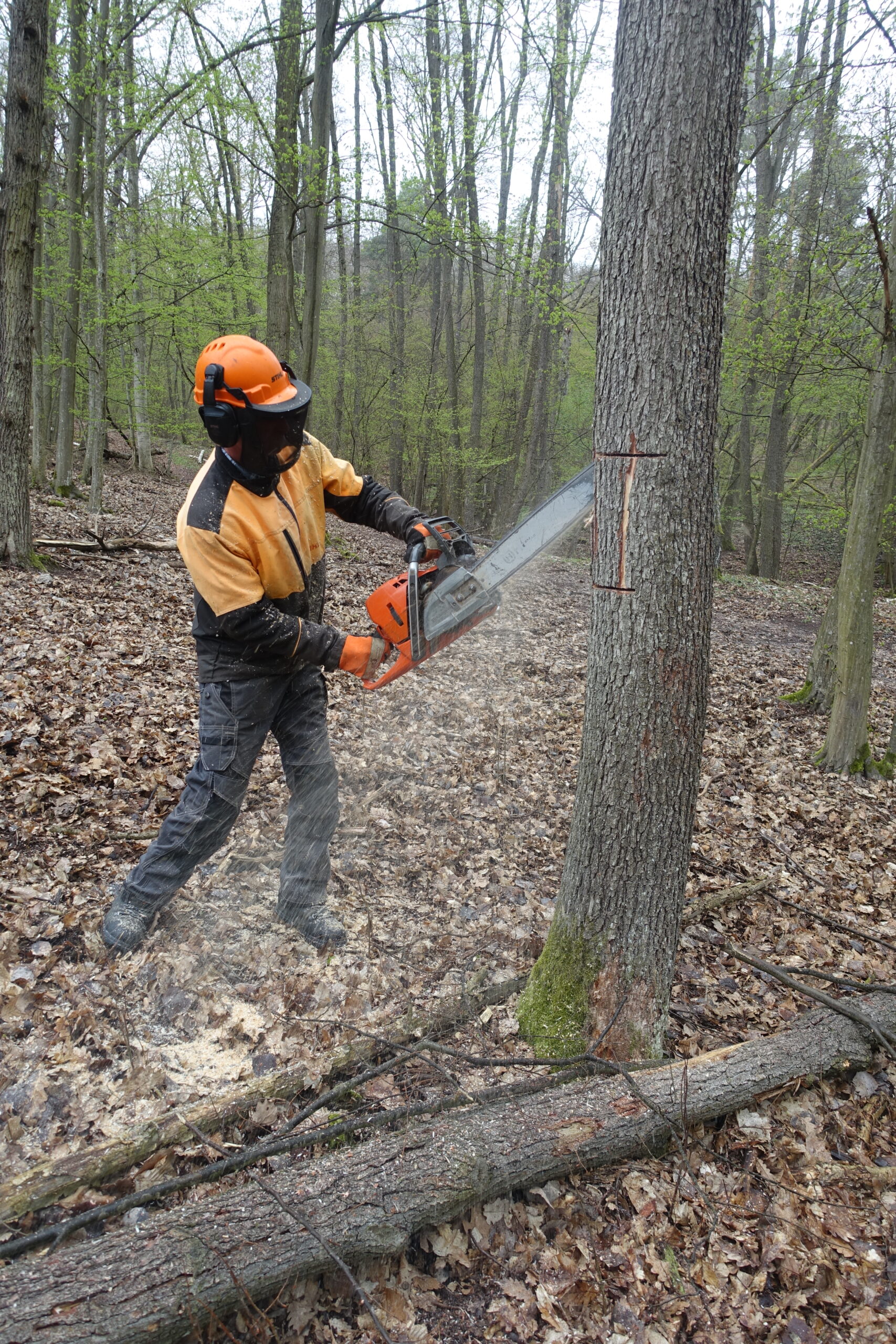 Veteranizace stromů