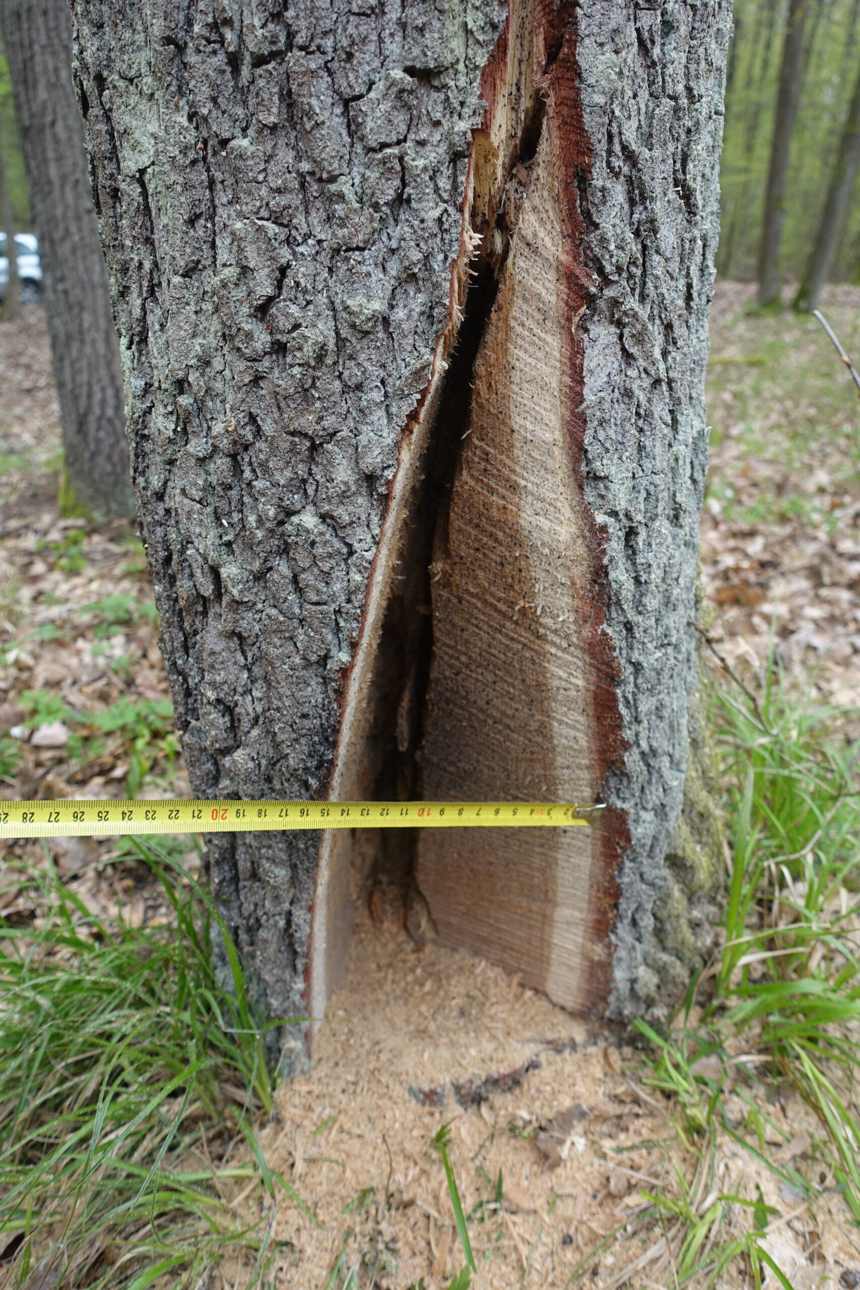 Veteranizace stromů