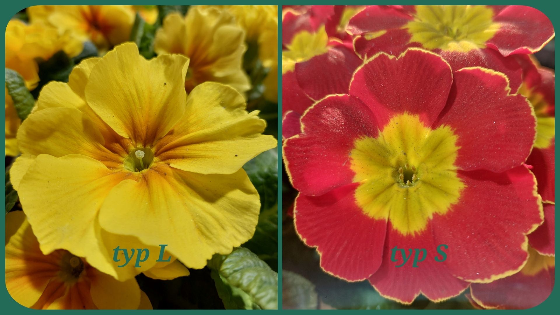 ČSOP Vlašim prvosenky