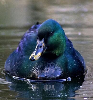 paraZOO Vlašim kachna smaragdová