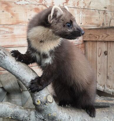 paraZOO Vlašim kuna lesní