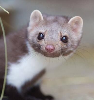 paraZOO Vlašim kuna skalní