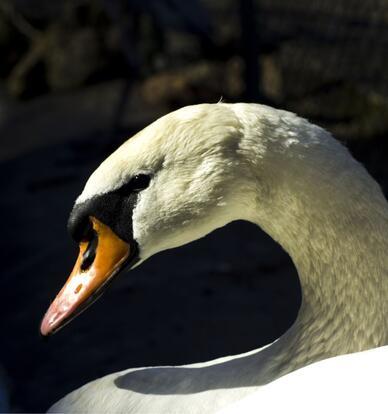 paraZOO Vlašim labuť velká