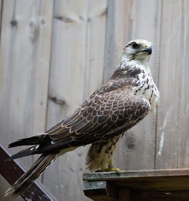 paraZOO Vlašim luňák červený