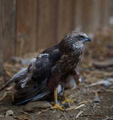 paraZOO Vlašim moták pochop