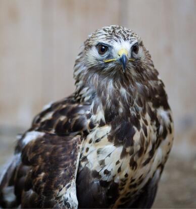 paraZOO Vlašim raroh velký