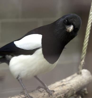 paraZOO Vlašim straka obecná