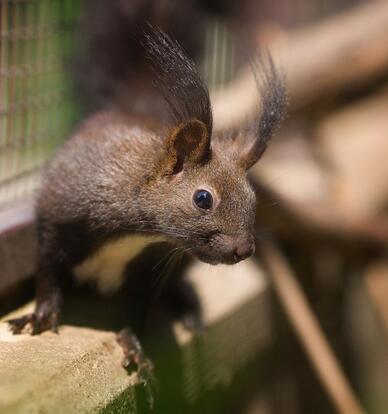 paraZOO Vlašim veverka obecná