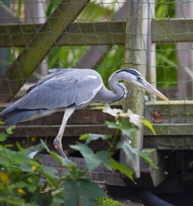paraZOO Vlašim volavka popelavá