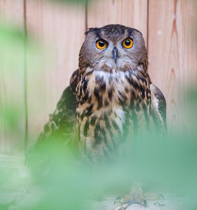 paraZOO Vlašim výr velký