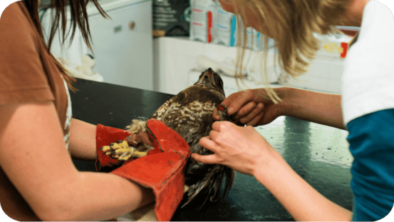 ČSOP Vlašim záchranná stanice káně