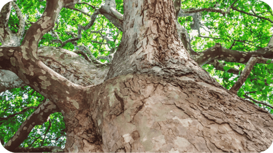 ČSOP Vlašim staré stromy