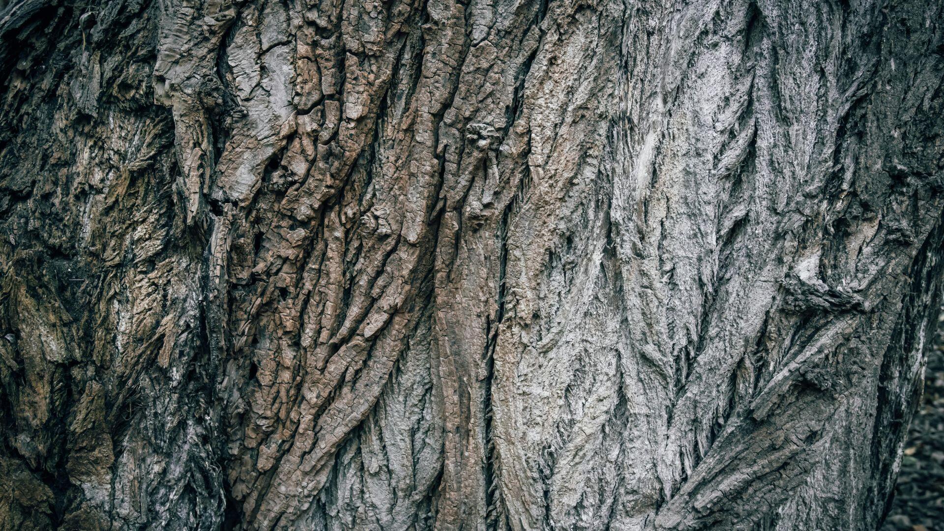 ČSOP Vlašim staré stromy