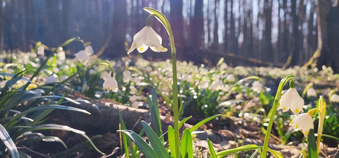 ČSOP Vlašim bledule jarní