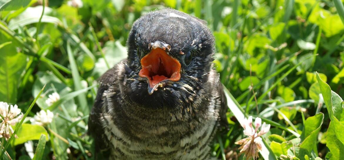 ČSOP Vlašim zraněné zvíře