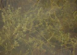 Drahňovická mokřadla pozemkový spolek ČSOP Vlašim