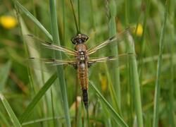 Drahňovická mokřadla pozemkový spolek ČSOP Vlašim