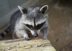 paraZOO Vlašim mýval Valdemar