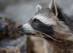 paraZOO Vlašim mýval Valdemar