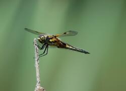 ČSOP Vlašim lokality Podlesí