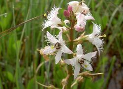 ČSOP Vlašim lokality Podlesí