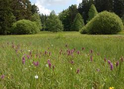 ČSOP Vlašim lokality Podlesí