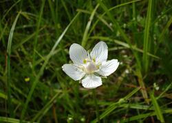 ČSOP Vlašim lokality Podlesí
