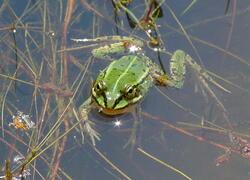 ČSOP Vlašim lokality Podlesí