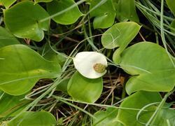 ČSOP Vlašim Jinošovské údolí