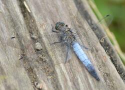 ČSOP Vlašim Jinošovské údolí