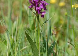 ČSOP Vlašim Jinošovské údolí