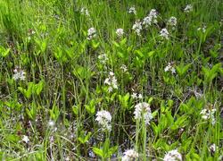 ČSOP Vlašim Na Kačíně