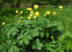 ČSOP Vlašim Losiny