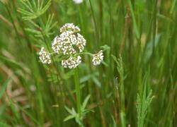 ČSOP Vlašim Křivsoudov