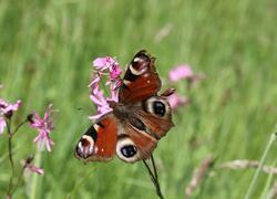 ČSOP Vlašim Sedmpány