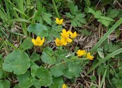 ČSOP Vlašim Losiny