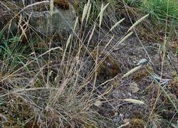 ČSOP Vlašim Na Ostrově