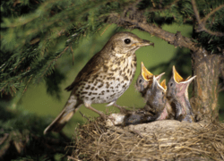 ČSOP Vlašim Býkovice