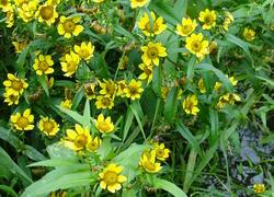 ČSOP Vlašim Na Hrbě