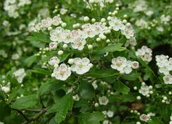 ČSOP Vlašim Býkovice