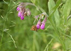 ČSOP Vlašim Znosim