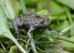 ČSOP Vlašim Machlov