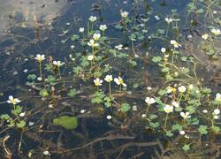 ČSOP Vlašim Machlov