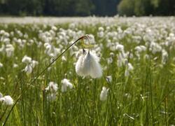 ČSOP Vlašim Na pramenech