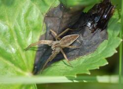 ČSOP Vlašim Slavětín