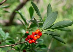 ČSOP Vlašim Kupsovka