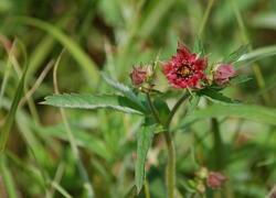 ČSOP Vlašim Slavětín