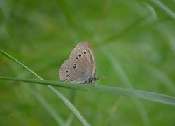 ČSOP Vlašim Nad Lipinou
