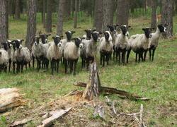 ČSOP Vlašim Na Ostrově